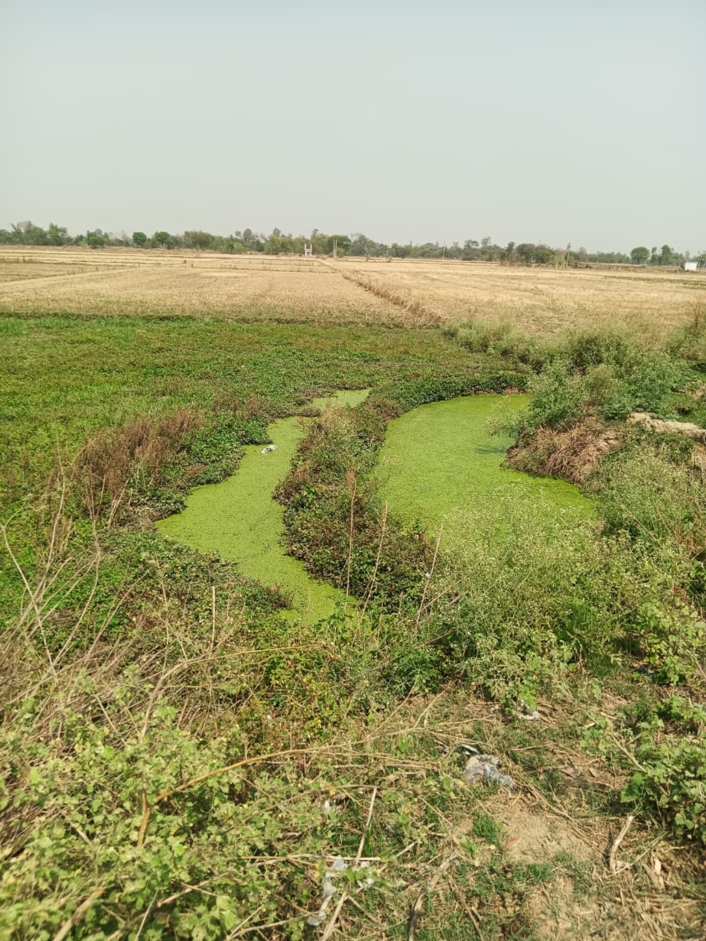 दबंगई के आगे सिस्टम लाचार! पूर्व प्रधान ने तीन बार दी 'तहसील दिवस' पर दस्तक, पर सरकारी जमीन से नहीं हटा अवैध कब्जा