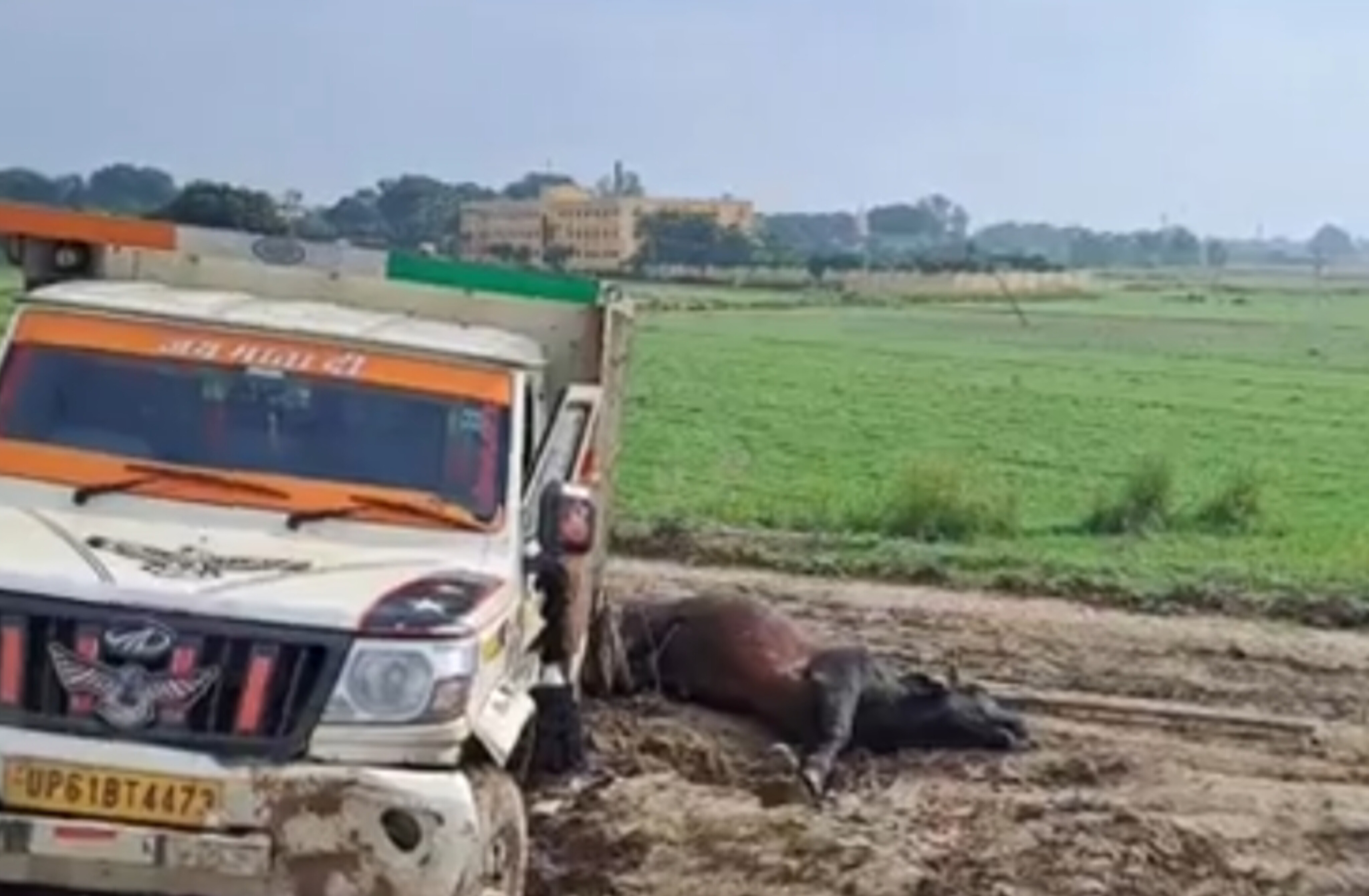 गोकसी पर दावों का दम निकल रहा, तस्करों का जलवा गहरा है!