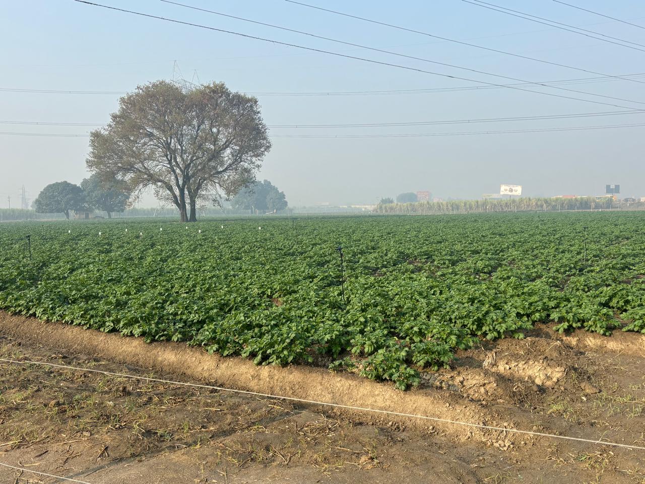 कीटनाशक दुकानों पर ताबड़तोड़ छापेमारी, 20 नमूने जब्त