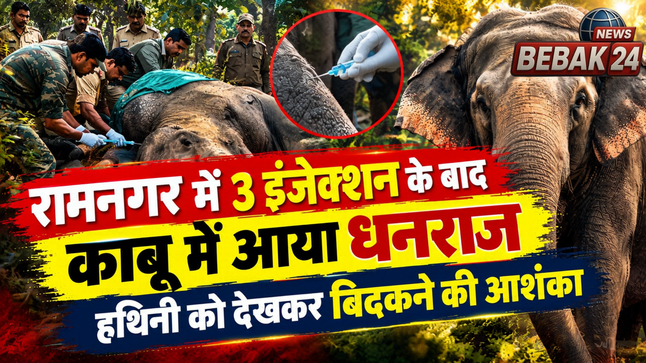 रामनगर में 3 इंजेक्शन के बाद काबू में आया धनराज, हथिनी को देखकर बिदकने की आशंका